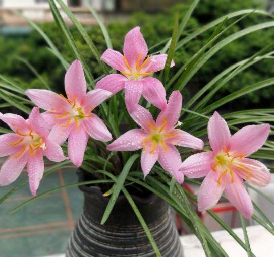 这花太能生了，一年挖出一麻袋，满院子都开花