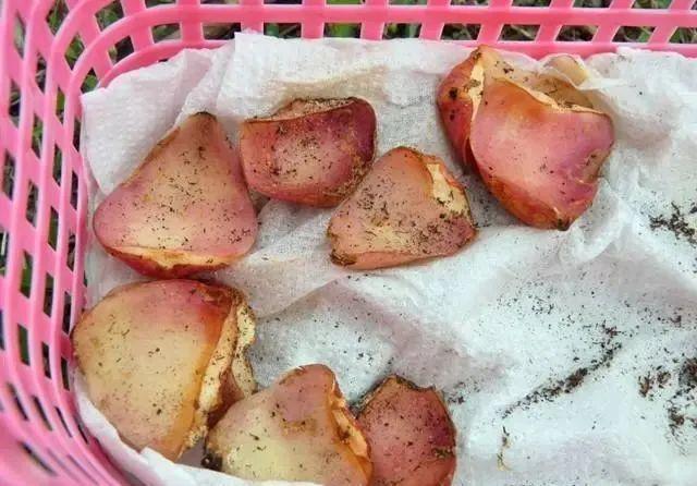 1个球切8块，丢土里就能冒芽，来年收获一大盆