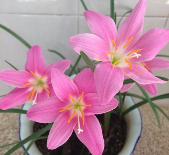 这花太能生了，一年挖出一麻袋，满院子都开花