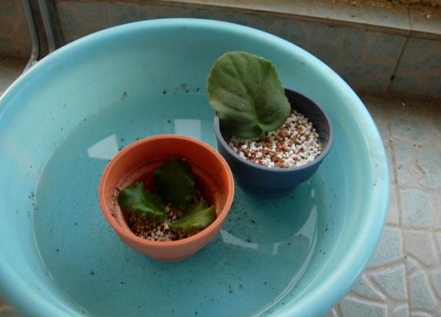 占地小、开花多，这花太好养了，还不用多晒太阳