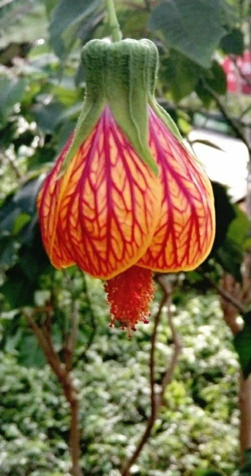 这花开花像小铃铛，一年能开5个月，真“超长待机”