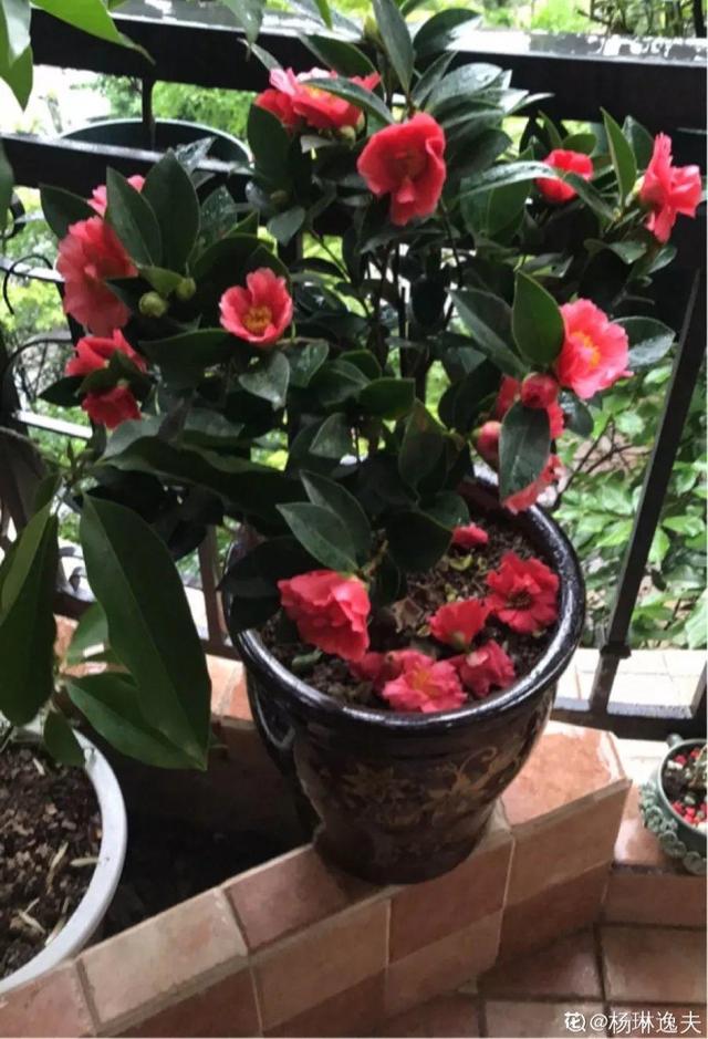 仙客来买回来没两天，叶子全都低下头，挖出来一看果然烂球了