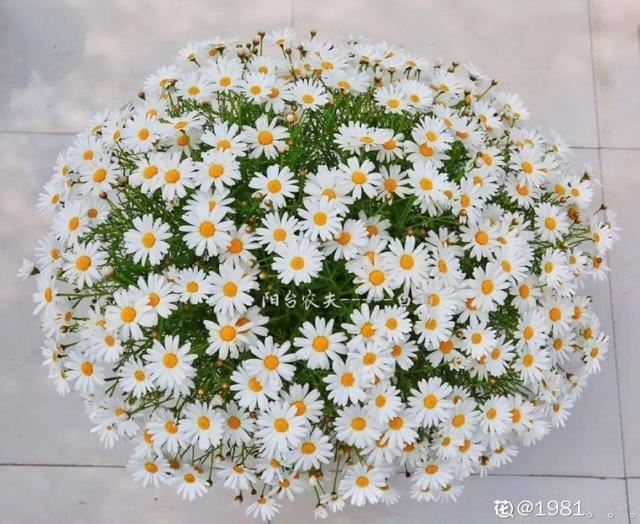 这花就要虐着养,一长高就剪,能开大半年 这花就要虐着养,一长高就剪,能开大半年