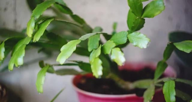 导致仙人指花朵掉落的几大原因,不要不当一回事 导致仙人指花朵掉落的几大原因,不要不当一回事