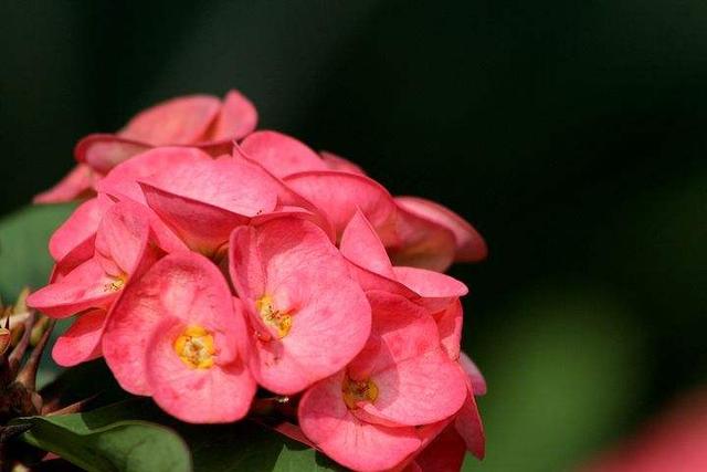 这些花喜欢沙土，花盆里放沙土，开花更多