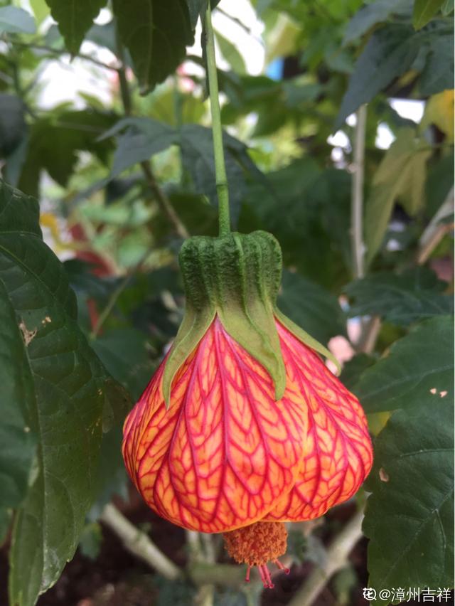 这花开花像小铃铛，一年能开5个月，真“超长待机”