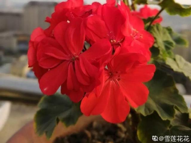 这花开完别剪,留个种最金贵,撒下能活一大片 这花开完别剪,留个种最金贵,撒下能活一大片