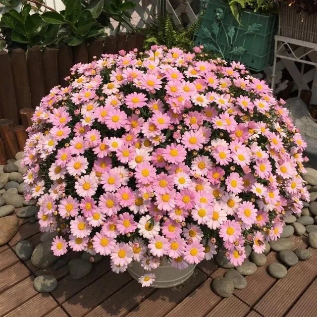 这花就要虐着养,一长高就剪,能开大半年 这花就要虐着养,一长高就剪,能开大半年