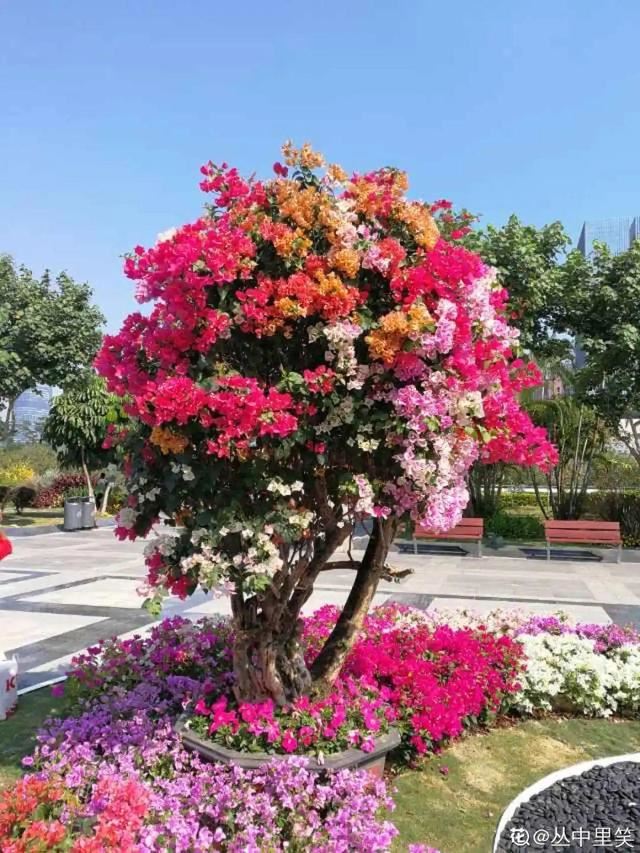 1个球切8块，丢土里就能冒芽，来年收获一大盆