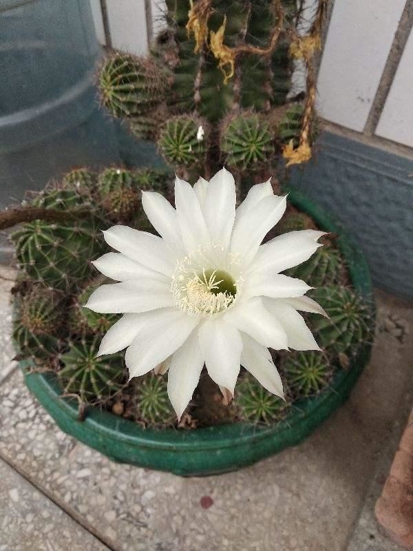 这花邻居养了三年都没开,放那没管竟开花,原来问题出在这 这花邻居养了三年都没开,放那没管竟开花,原来问题出在这