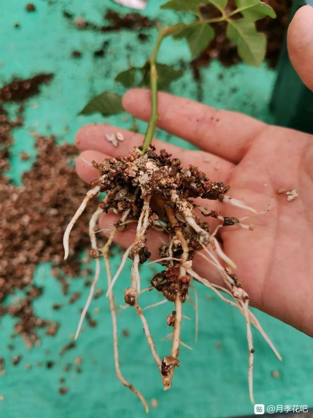 1个球切8块，丢土里就能冒芽，来年收获一大盆