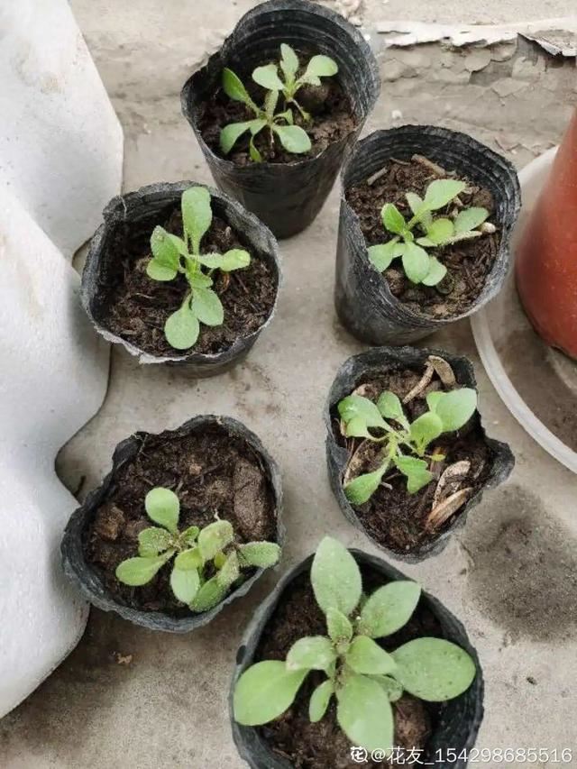 1个球切8块，丢土里就能冒芽，来年收获一大盆