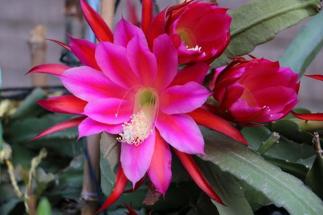 盆栽令箭荷花枯烂不开花？学会茎节繁殖技术，满盆花多叶绿