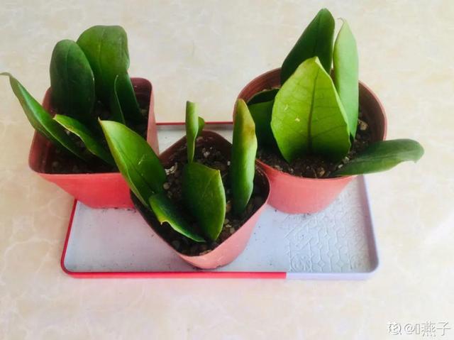 1个球切8块，丢土里就能冒芽，来年收获一大盆