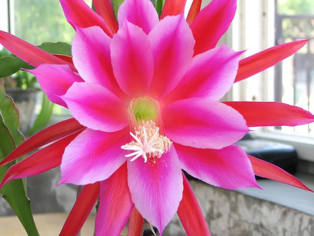 盆栽令箭荷花枯烂不开花？学会茎节繁殖技术，满盆花多叶绿