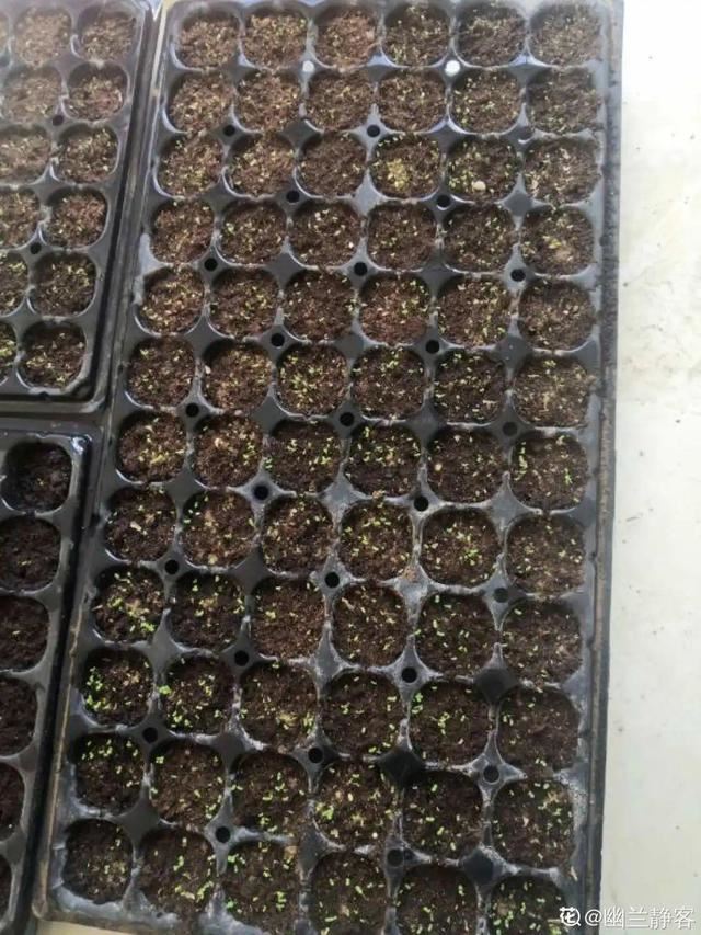 1个球切8块，丢土里就能冒芽，来年收获一大盆