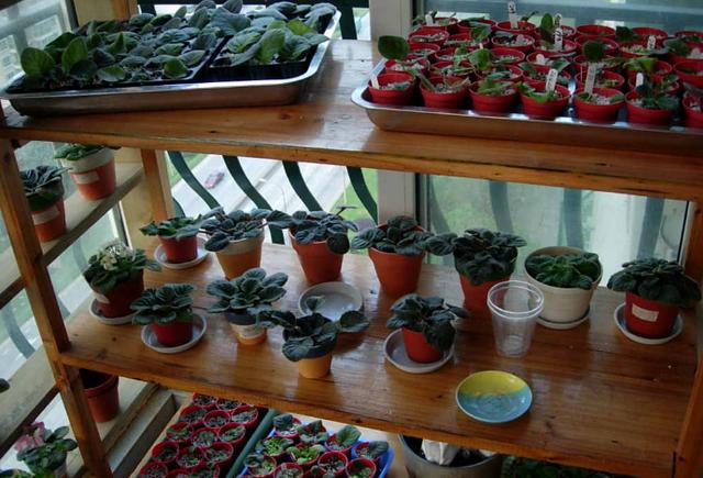 占地小、开花多，这花太好养了，还不用多晒太阳