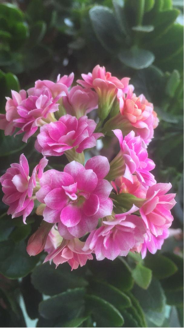 2种花，最适合懒人种，北阳台也能开爆盆