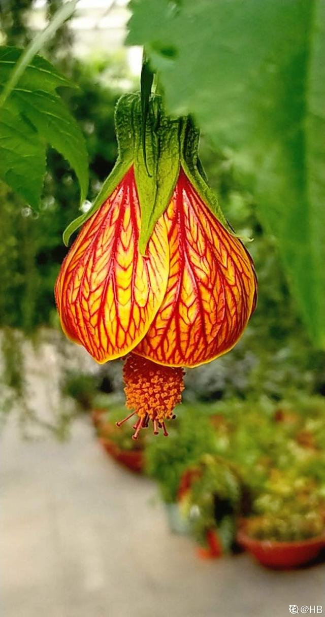 这花开花像小铃铛，一年能开5个月，真“超长待机”