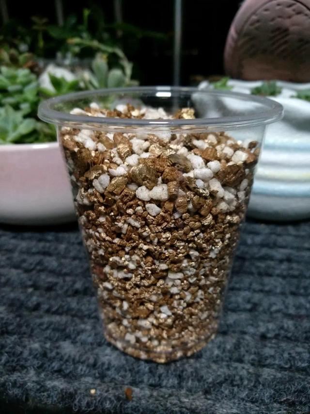 1个球切8块，丢土里就能冒芽，来年收获一大盆