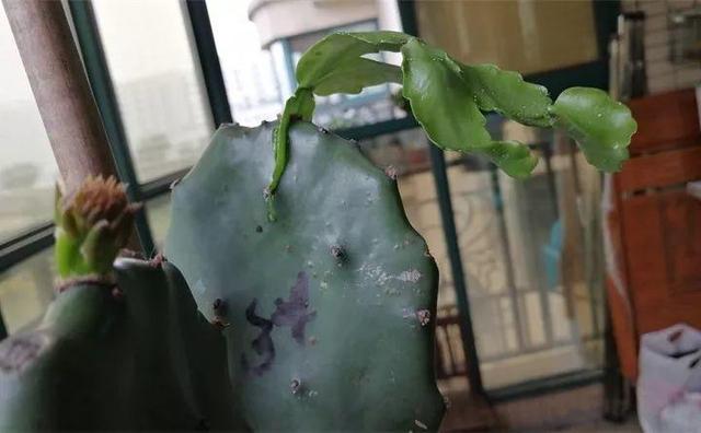 1个球切8块，丢土里就能冒芽，来年收获一大盆