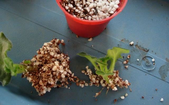 占地小、开花多，这花太好养了，还不用多晒太阳