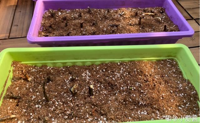 这花太能生了，一年挖出一麻袋，满院子都开花