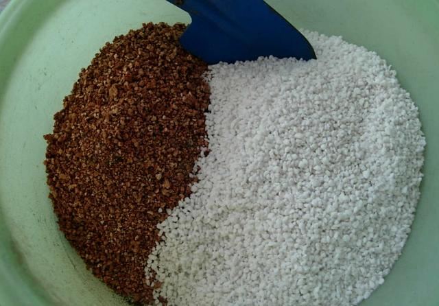 占地小、开花多，这花太好养了，还不用多晒太阳