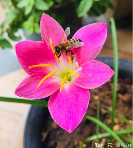 这花太能生了，一年挖出一麻袋，满院子都开花