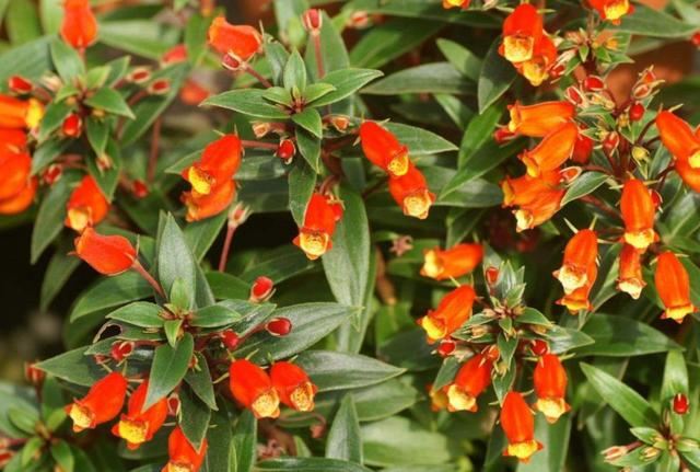 非常容易种植，花期长，花型像是张开嘴小鸟，特别可爱
