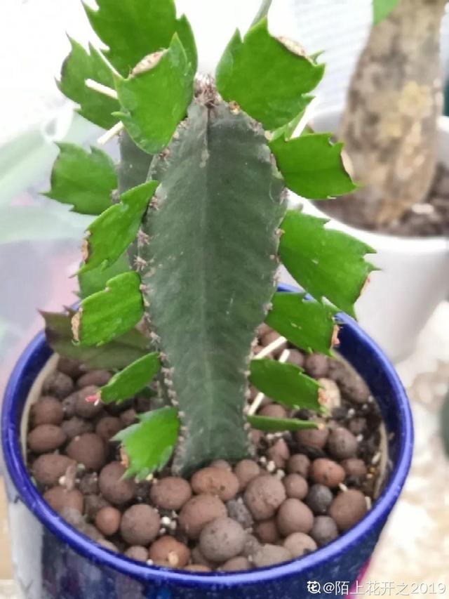 1个球切8块，丢土里就能冒芽，来年收获一大盆