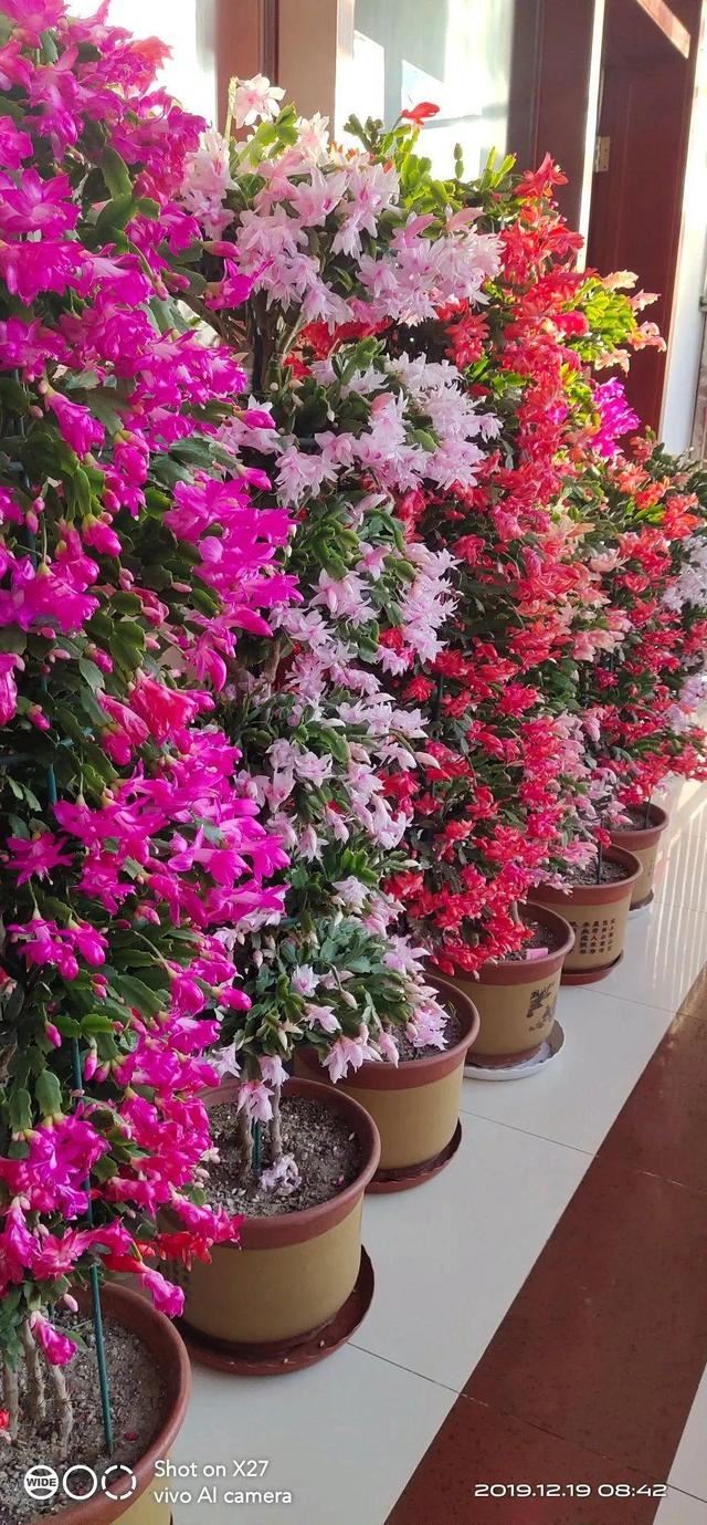 1个球切8块，丢土里就能冒芽，来年收获一大盆