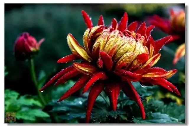 极品菊花欣赏,太美了 极品菊花欣赏,太美了