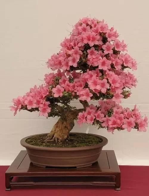 花中西施,太美了 花中西施,太美了