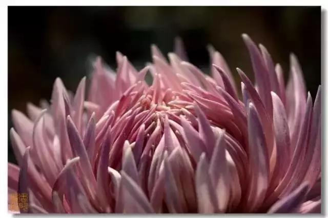 极品菊花欣赏,太美了 极品菊花欣赏,太美了