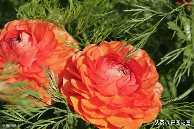 花毛茛块根种植方法,简单几步,白根芽点冒不停 花毛茛块根种植方法,简单几步,白根芽点冒不停