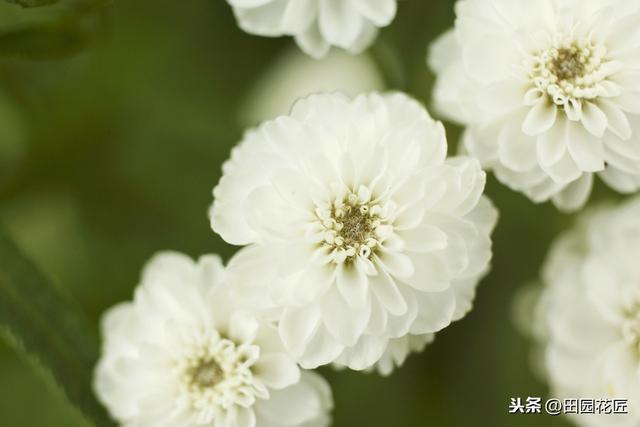 大丽花,栽培养护技巧!掌握这几点,花量多,花朵大,花色艳丽 大丽花,栽培养护技巧!掌握这几点,花量多,花朵大,花色艳丽