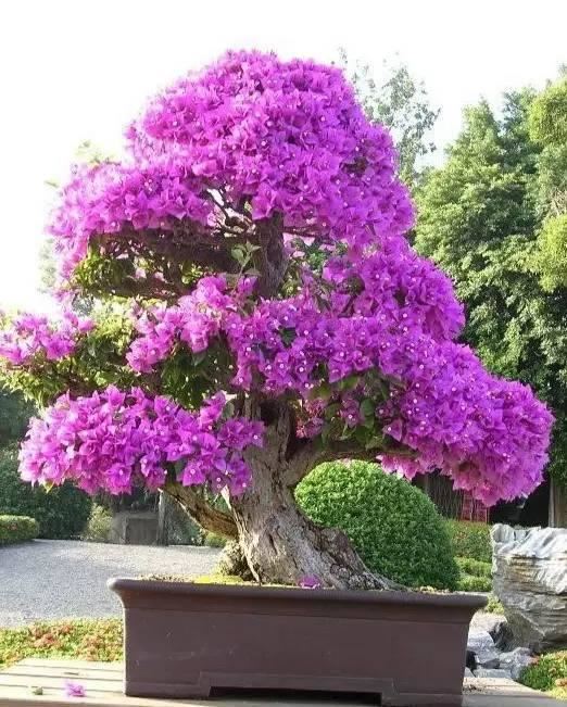 花中西施,太美了 花中西施,太美了