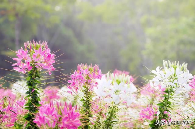 醉蝶花,株型高大,只能地栽?家庭盆栽这样养护,一样花开繁多 醉蝶花,株型高大,只能地栽?家庭盆栽这样养护,一样花开繁多
