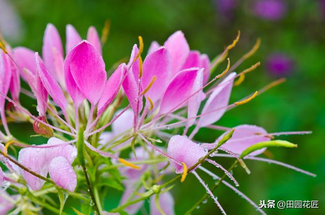 醉蝶花,株型高大,只能地栽?家庭盆栽这样养护,一样花开繁多 醉蝶花,株型高大,只能地栽?家庭盆栽这样养护,一样花开繁多