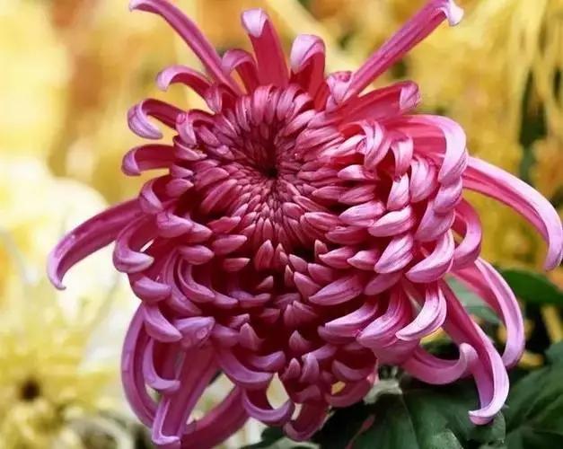 极品菊花欣赏,太美了 极品菊花欣赏,太美了