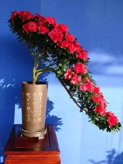 花中西施,太美了 花中西施,太美了