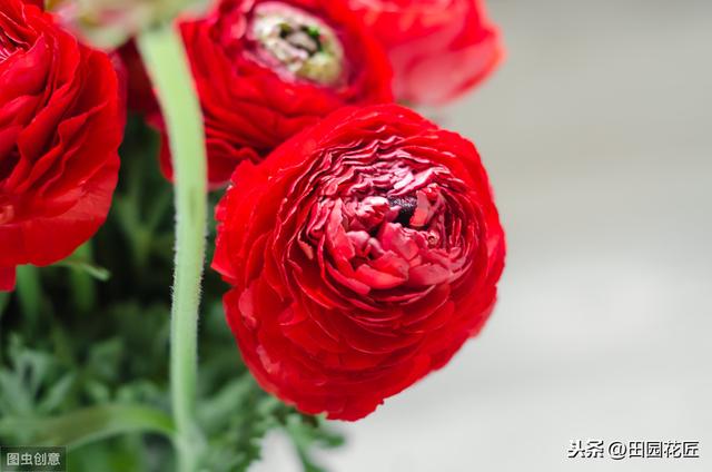 花毛茛块根种植方法,简单几步,白根芽点冒不停 花毛茛块根种植方法,简单几步,白根芽点冒不停