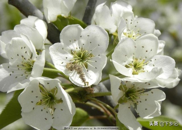 三月,花开的季节 三月,花开的季节
