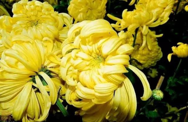 极品菊花欣赏,太美了 极品菊花欣赏,太美了