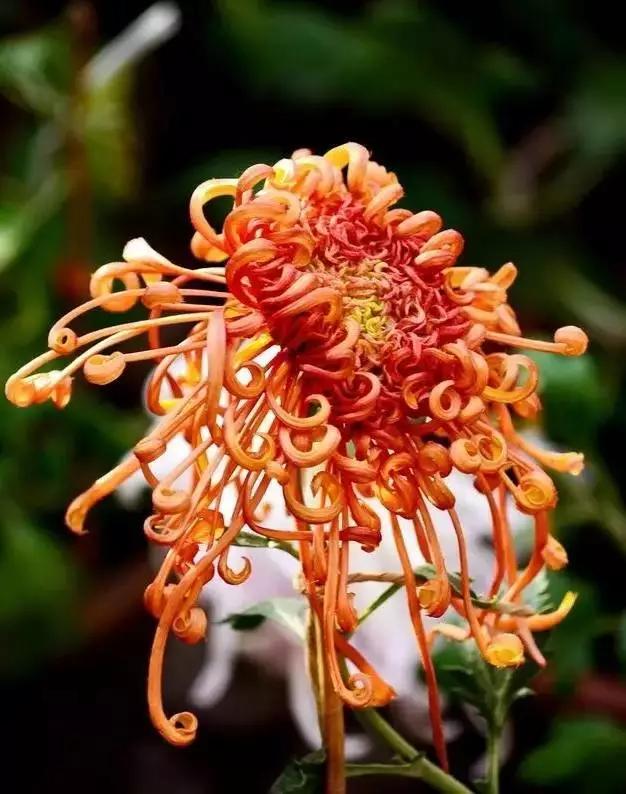 极品菊花欣赏,太美了 极品菊花欣赏,太美了