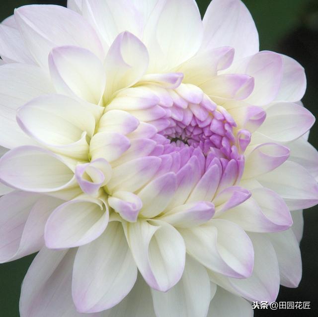 大丽花,栽培养护技巧!掌握这几点,花量多,花朵大,花色艳丽 大丽花,栽培养护技巧!掌握这几点,花量多,花朵大,花色艳丽