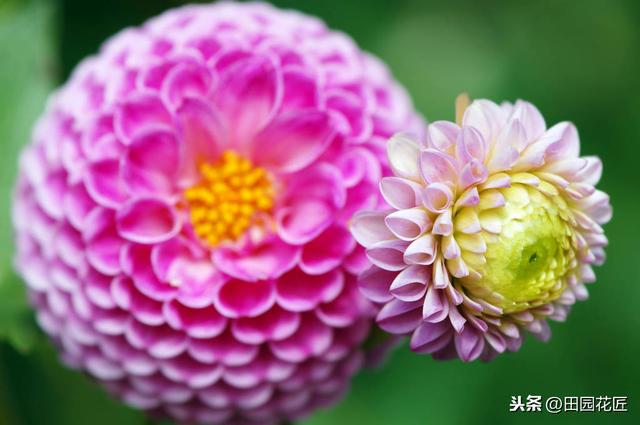 大丽花,栽培养护技巧!掌握这几点,花量多,花朵大,花色艳丽 大丽花,栽培养护技巧!掌握这几点,花量多,花朵大,花色艳丽