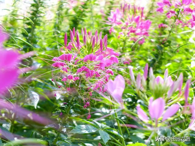 醉蝶花,株型高大,只能地栽?家庭盆栽这样养护,一样花开繁多 醉蝶花,株型高大,只能地栽?家庭盆栽这样养护,一样花开繁多