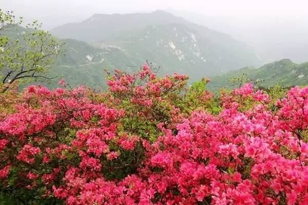 花中西施,太美了 花中西施,太美了